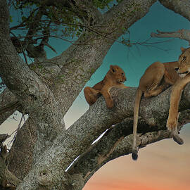 Lioness with tracking collar and cub relaxing in tree by Steve Estvanik