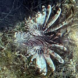 Lionfish by Barbie Corbett-Newmin