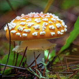 Little Amanita by Eva Bareis