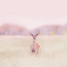 Little Deer in the Meadow by Jennie Marie Schell