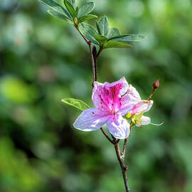 Little Pink Azalea  by Sandi Kroll