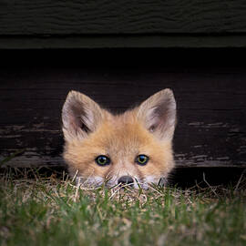 Little Red Fox - Peaking Out From Den by Patti Deters