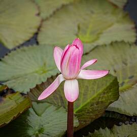 Little Water Lily  by Sally Simpson