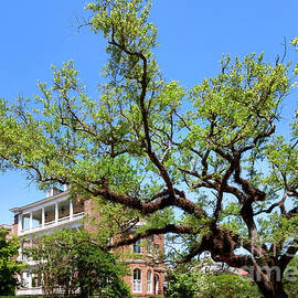 Live Oak Tree on Meeting  Street in Charleston by Shelia Hunt