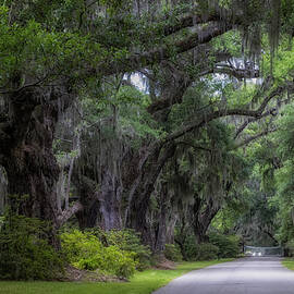 Live Oak Trees Charleston SC Charleston SC by Susan Candelario