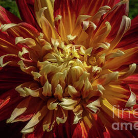 Lively Dahlia by Linda Howes