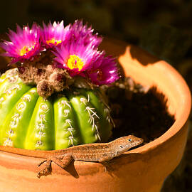 Lizard and Parodia cactus in bloom by Zina Stromberg