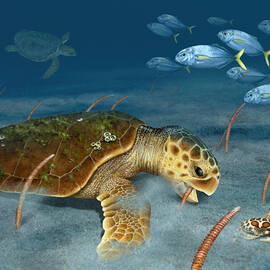 Loggerhead Sea Turtle Foraging on Sea Pens by Dawn Witherington