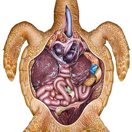 Loggerhead Sea Turtle GI Tract with Ingested Plastics by Dawn Witherington