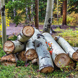 Logs And Leaves by Lorraine Baum