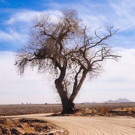 Lone Cottonwood Tree in Desert Cotton Fields under Cotton Clouds by Judy Kennedy