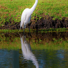 Lone Egret II by Tim Corzine