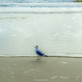 Lone Gull by Tim Corzine