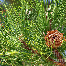 Lone Pine Cone by Ruth H Curtis
