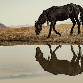 Lone Stallion by Kent Keller