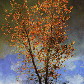Lone Tree Autumn by R christopher Vest