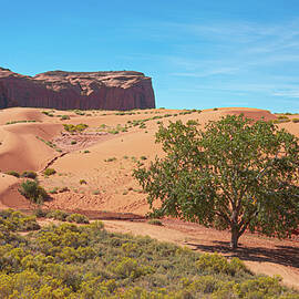 Lone Tree in the Desert by S Katz