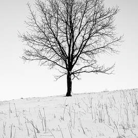 Lone Tree in the Snow by Martin Vorel Minimalist Photography