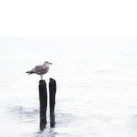 Lonely Seagul by Sabine Schiebofski