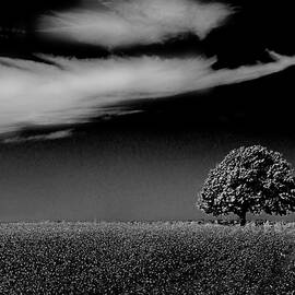 Lonely Tree in a Cotton Field