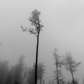 Lonely tree lost in the fog by Stan Weyler