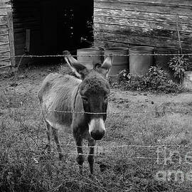 Lonesome Donkey by Arni Katz