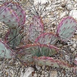 Long Needle Cactus by Don n Leonora Hand