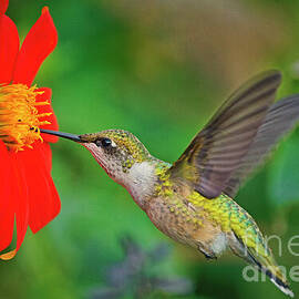 Longfellow Gardens Hummingbird 4 2025 by Natural Focal Point Photography