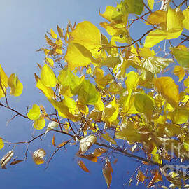 Longing by Macro Abundance Art