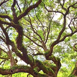 Looking Up At The Angel Oak Vertical by Lisa Wooten