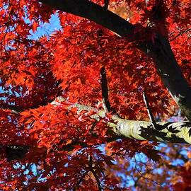 Looking Up Through Maple Leaves by Rebekah Schweizer
