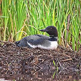 Loon on Nest 2 - Norway - Maine by Steven Ralser