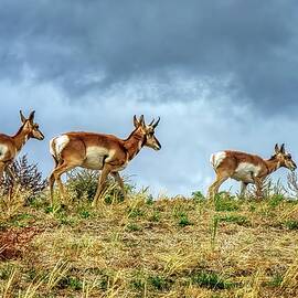 Loping Along The Ridge by Michael R Anderson