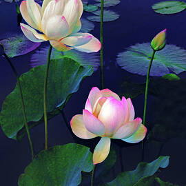 Lotus Duet by Jessica Jenney