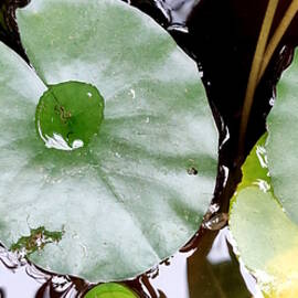 Lotus Leaves by Anand Swaroop Manchiraju