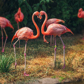 Love Flamingos by Steve Rich