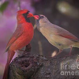 Love Birds by Chris Scroggins