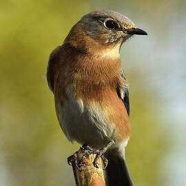 Loveable Female Eastern Bluebird by Cindy Treger