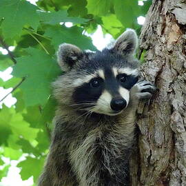 Lovely Bandit-masked Raccoon by Lyuba Filatova
