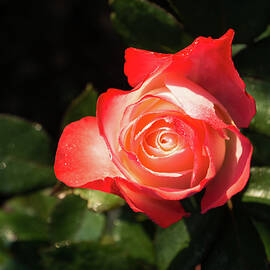 Lovely Bicolor Rose Bud with Raindrops by Georgia Mizuleva
