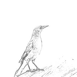 Lovely Bird Sketch by Alison Frank