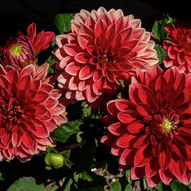 Lovely Dahlias by Linda Howes
