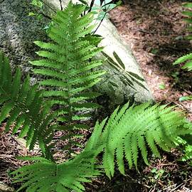 Lovely Ferns by Jackie Locantore