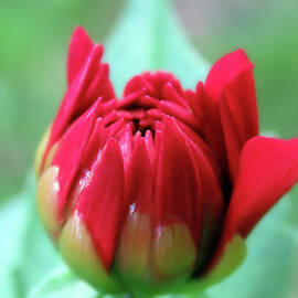 Lovely Little Red Dahlia Bud by Johanna Hurmerinta