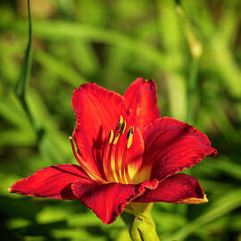Lovely Orange Lily July 21