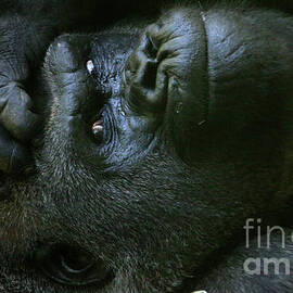 LowlandGorilla-Radi-3482 by Gary Gingrich Galleries