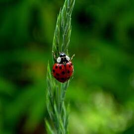 Lucky Ladybug