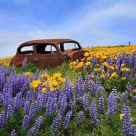 Lupine Bloom and Old Chevy by Lynn Hopwood