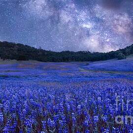 Lupine Dreams by Leslie Wells