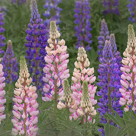 Lupine's of Pink and Purple  by Sylvia Goldkranz